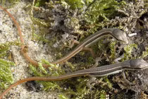 Kỳ lạ "loài rắn 4 chân" ở Việt Nam có trong Sách Đỏ thế giới