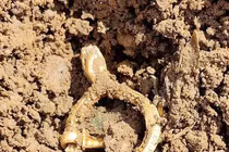 Dò kim loại trên cánh đồng, bất ngờ tìm thấy 'kho báu'