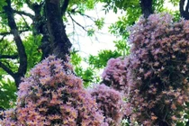 Cây cảnh 'tiên thảo', trồng trong nhà phú quý ngút ngàn như mây