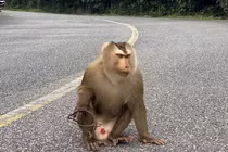 Khỉ đuôi lợn mắc bẫy trên núi Sơn Trà là loài cực quý