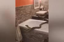 'Quái thú' lộng hành trong nhà tắm, rùng mình phát hiện nơi chúng bò ra