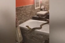 'Quái thú' lộng hành trong nhà tắm, rùng mình phát hiện nơi chúng bò ra