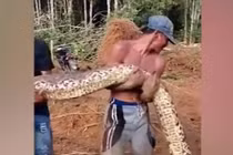 Dọn đường dẫn vào làng, hết hồn "quái thú" khổng lồ 6m trườn ra