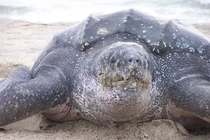 Rùa da 'khủng' được thả ở Quảng Nam: Loài cực hiếm trong sách Đỏ