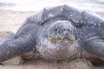 Rùa da 'khủng' được thả ở Quảng Nam: Loài cực hiếm trong sách Đỏ