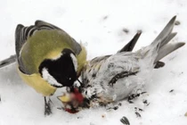 Rùng mình loài chim tàn bạo bậc nhất, chuyên ăn não con mồi 