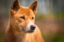 Loài chó hiếm nhất thế giới 'tái xuất' sau nửa thế kỷ tuyệt tích