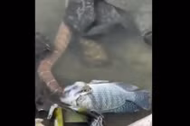 Đi bắt cá, người dân “đứng tim” thấy quái thú hoành hành