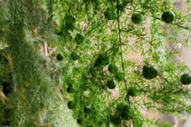 Trong nhà có cây may mắn, gia đình nhiều đời phú quý, giàu sang