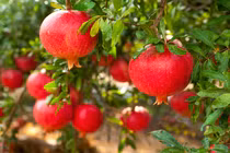 Cây cảnh hút tiền, trồng trong nhà, gia chủ ba đời thịnh vượng