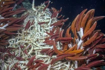 Bất ngờ phát hiện 'thế giới ngầm' dưới biển, chuyên gia cảnh báo nóng