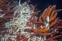 Bất ngờ phát hiện 'thế giới ngầm' dưới biển, chuyên gia cảnh báo nóng