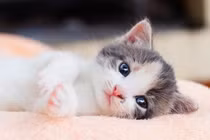 Đảo chiều vận mệnh, 3 tuổi cuối năm vượng phát, đón Tết ấm no