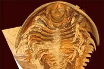 'Quái vật' hơn nửa tỉ năm trước bỗng hiện hình nguyên vẹn