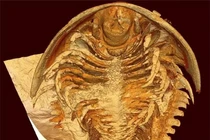 'Quái vật' hơn nửa tỉ năm trước bỗng hiện hình nguyên vẹn