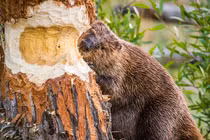 Sự thật ít biết về loài động vật ngốc nghếch đến mức suýt tuyệt chủng