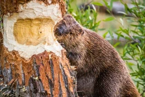 Sự thật ít biết về loài động vật ngốc nghếch đến mức suýt tuyệt chủng