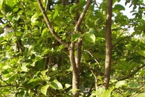 Loài cây hiếm nhất trên thế giới, được bảo vệ nghiêm ngặt 24/24