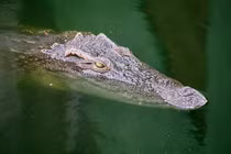 Tiêu hủy 125 con 'quái thú' do lo ngại nước lũ dâng cao