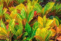 Cây cảnh sặc sỡ, thu hút tài lộc, mang lại may mắn cho gia đình