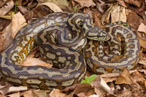 Nổi da gà bắt gặp 'quái thú' giao tranh một sống một còn