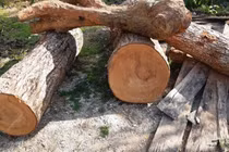 Loài gỗ đắt hơn vàng, Việt Nam chỉ còn 8 cây ngoài tự nhiên