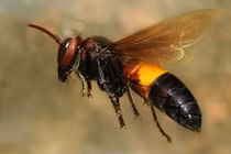 Loạt động vật độc tố cực mạnh ở Việt Nam, chớ dại động vào