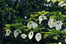 Tận mục loài cây quý được mệnh danh 'hoá thạch sống' của Trung Quốc