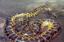 Nửa đêm nghe tiếng động lạ, kinh hãi thấy "quái thú thành tinh"