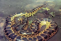 Nửa đêm nghe tiếng động lạ, kinh hãi thấy "quái thú thành tinh"