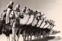 Những "chiến binh" động vật nức tiếng trong chiến tranh