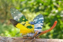 Loài "voi bay" độc lạ của Việt Nam, vẻ ngoài đẹp như kiệt tác