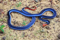 Giật mình loài thống trị cả thế giới rắn độc, nhìn là hết hồn 