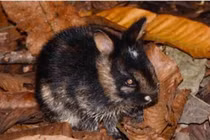 Phát hiện loài thỏ hiếm ở Việt Nam, thế giới chưa từng thấy