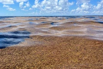 'Rừng vàng' giữa đại dương, nỗi ám ảnh của thủy thủ