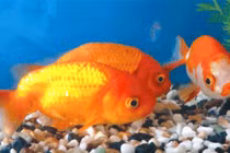 Vì sao cá nước ngọt không thể sống ở biển?