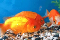 Vì sao cá nước ngọt không thể sống ở biển?