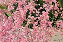 5 cây cảnh mùa đông cải thiện sức khỏe, tăng nhuận khí