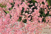 5 cây cảnh mùa đông cải thiện sức khỏe, tăng nhuận khí