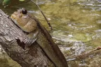 'Báu vật trời ban' ở Việt Nam, thế giới không nơi nào có