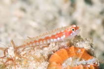 Những loài động vật 'đoản mệnh' nhất hành tinh