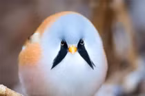 Loài chim sở hữu chòm râu cực chất, biết làm xiếc siêu đẳng