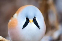 Loài chim sở hữu chòm râu cực chất, biết làm xiếc siêu đẳng