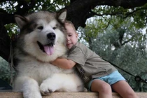 Mê mẩn những giống chó dễ thương, đáng yêu nhất quả đất