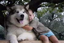 Mê mẩn những giống chó dễ thương, đáng yêu nhất quả đất