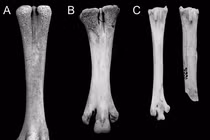 Mở mộ cổ, sửng sốt thấy hài cốt loài vật hộ tống linh hồn 