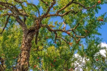 '5 cây gia phả' vào nhà, gia đình 3 đời thịnh vượng, phú quý 