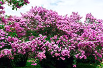 Cây cảnh nở hoa lộng lẫy, trồng trong nhà đón phúc lộc