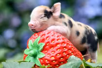 5 con giáp phạm vào Thái Tuế năm 2025, tránh làm ăn lớn