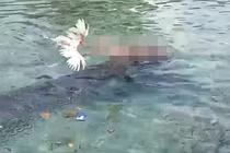 Đang rửa chân, người phụ nữ bị 'quái thú' kéo tuột xuống biển